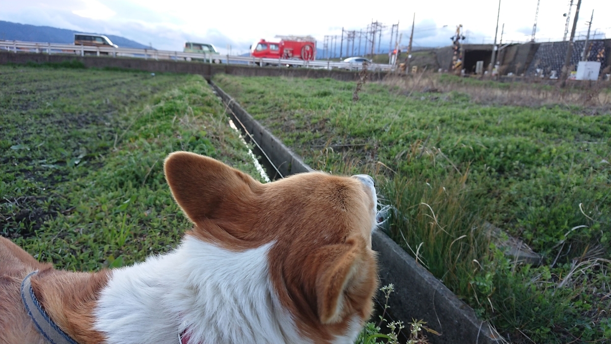 f:id:cogioya:20200317003630j:plain