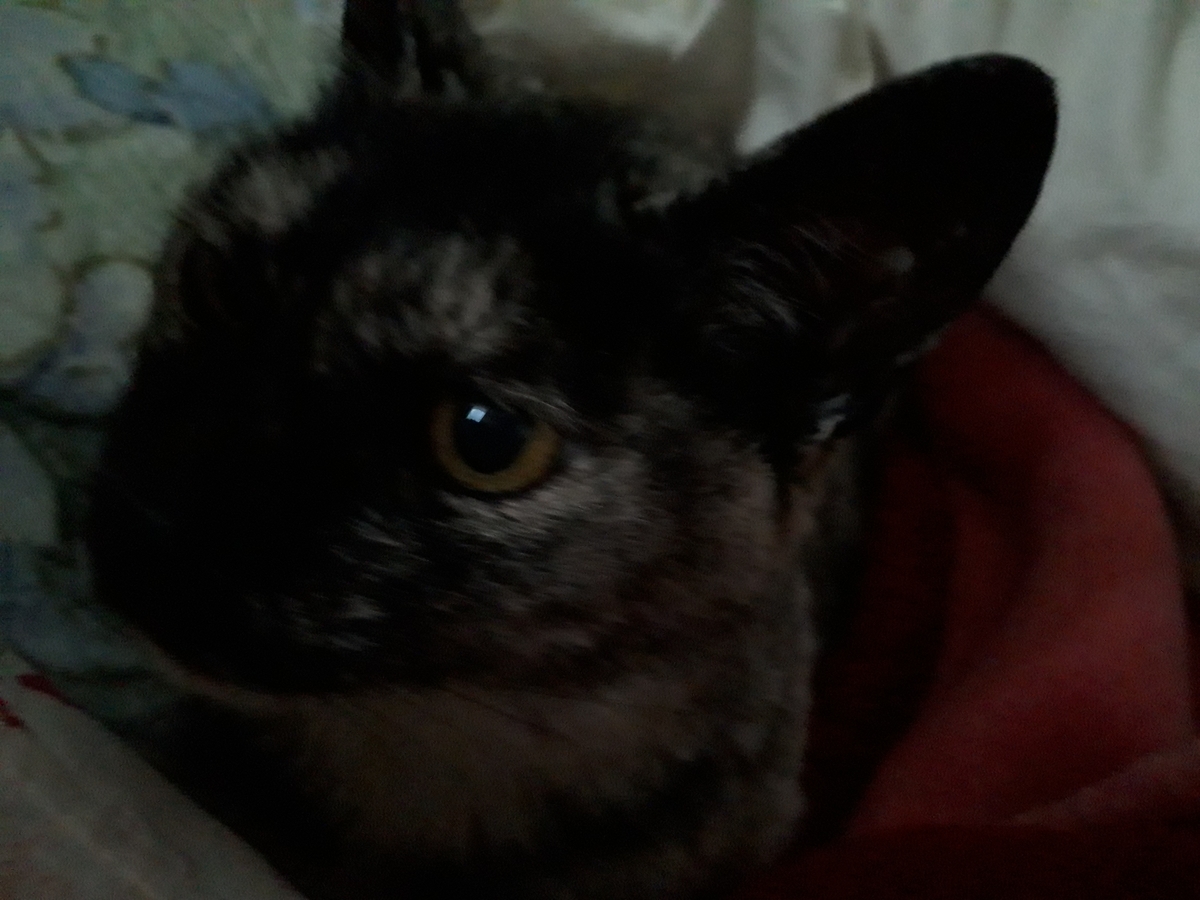 f:id:cogioya:20200326061638j:plain f:id:cogioya:20200326061638j:plain