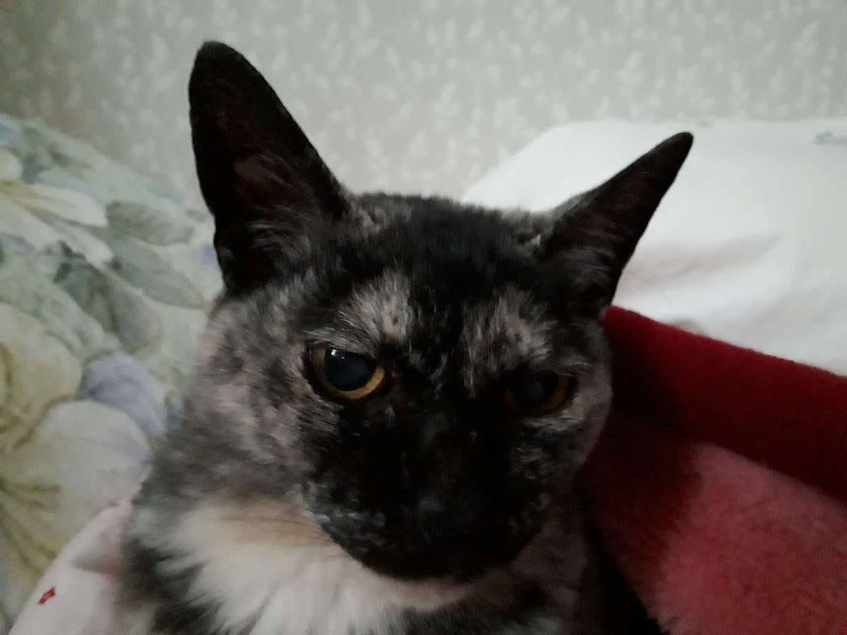 f:id:cogioya:20200326062936j:plain f:id:cogioya:20200326062936j:plain