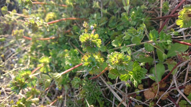 f:id:cogioya:20200329180718j:image f:id:cogioya:20200329180718j:image