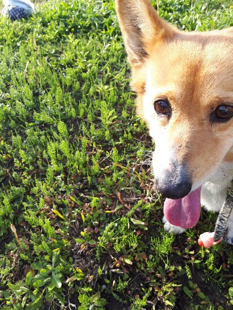 f:id:cogioya:20200329185007j:image f:id:cogioya:20200329185007j:image