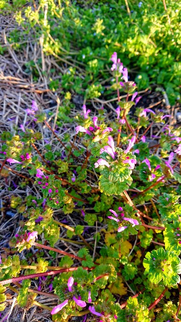 f:id:cogioya:20200330125546j:image f:id:cogioya:20200330125546j:image