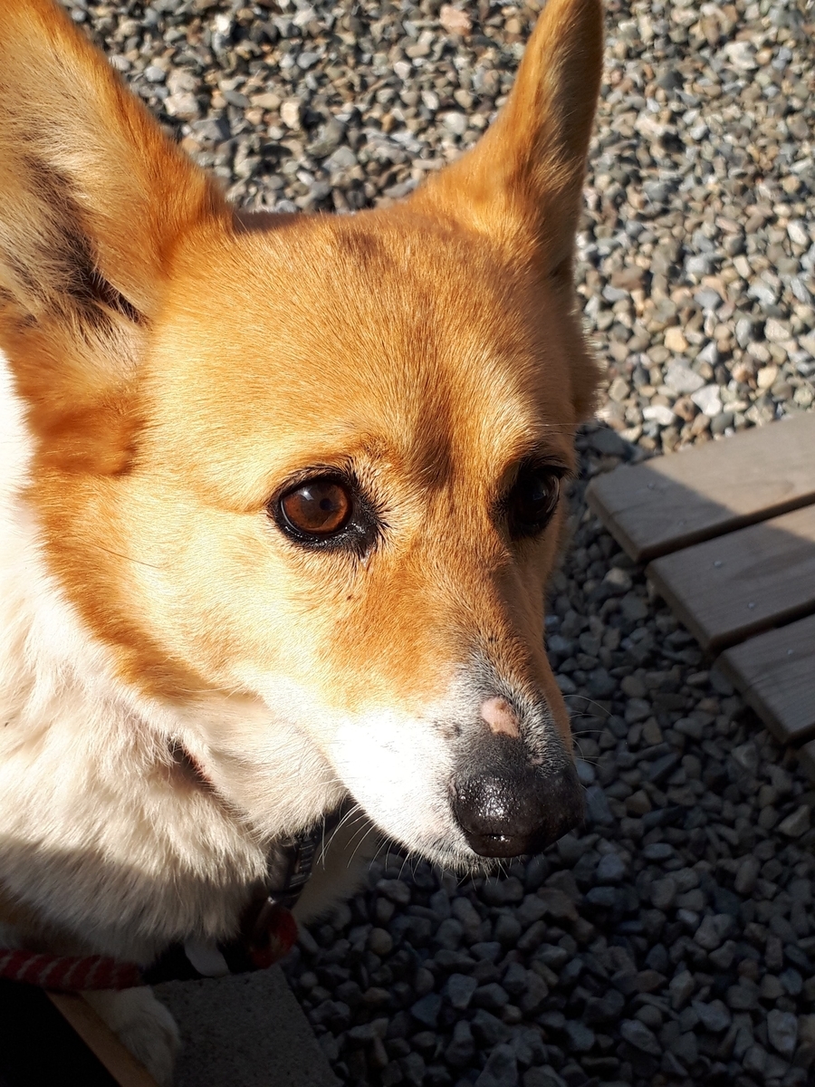 f:id:cogioya:20200402232345j:plain