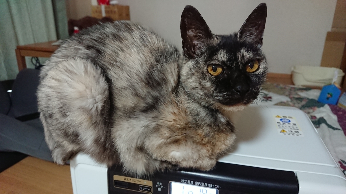 f:id:cogioya:20200402232823j:plain