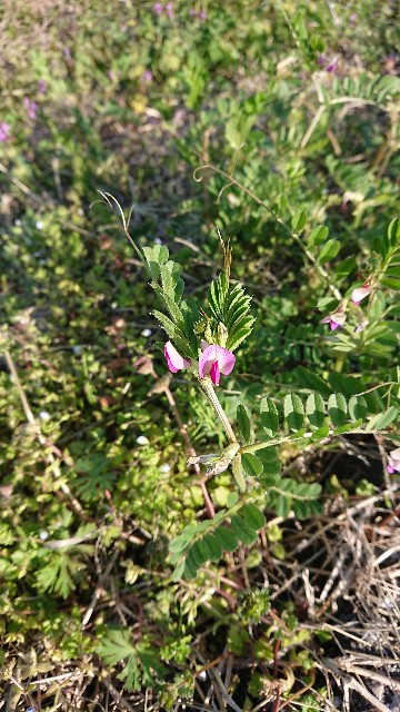 f:id:cogioya:20200406091109j:image