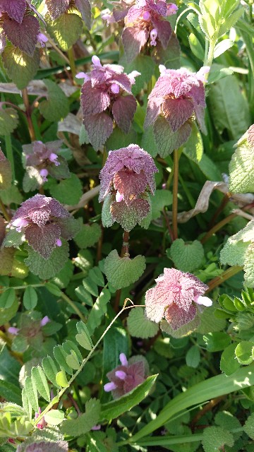 f:id:cogioya:20200406091204j:image