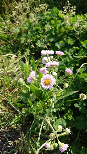 f:id:cogioya:20200406091227j:image