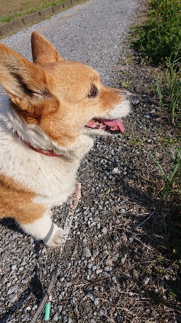 f:id:cogioya:20200406091818j:image