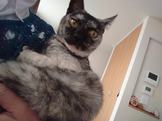 f:id:cogioya:20200406091939j:image