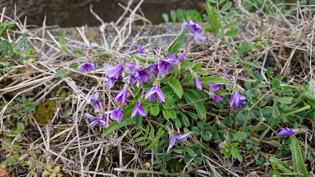 f:id:cogioya:20200406092903j:image