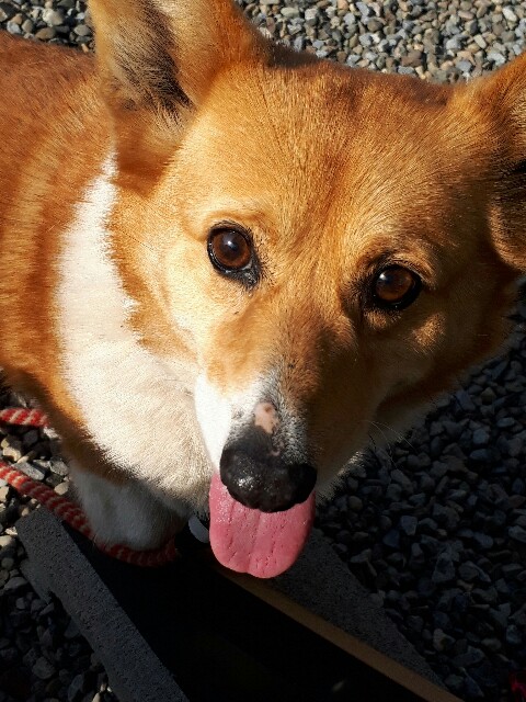 f:id:cogioya:20200423040825j:image