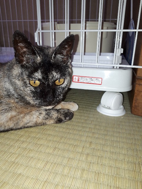 f:id:cogioya:20200425071942j:image