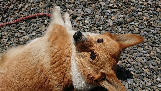 f:id:cogioya:20200427061326j:image