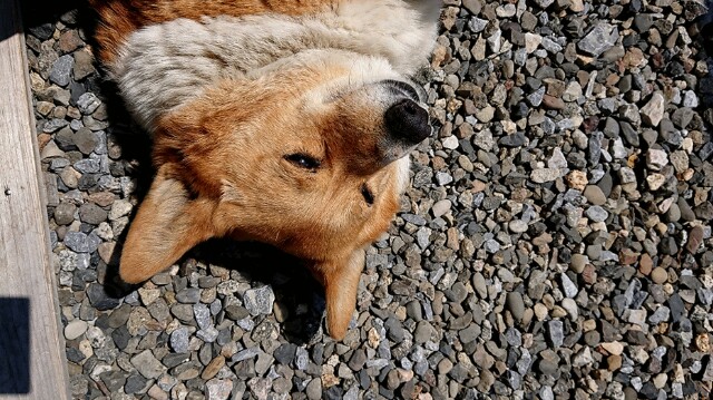 f:id:cogioya:20200427061636j:image