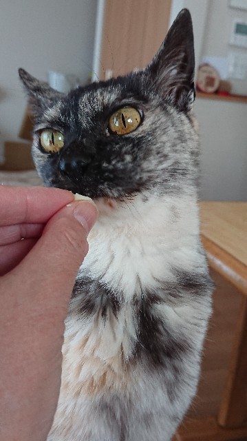 f:id:cogioya:20200427094110j:image