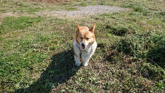 f:id:cogioya:20200430075739j:image