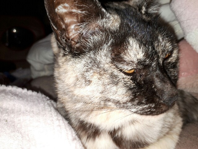 f:id:cogioya:20200501235939j:image f:id:cogioya:20200501235939j:image