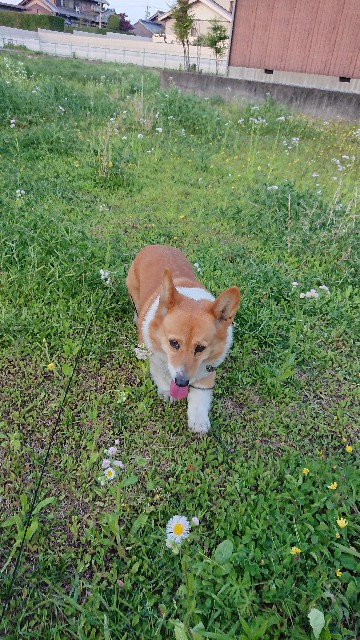 f:id:cogioya:20200506065648j:image