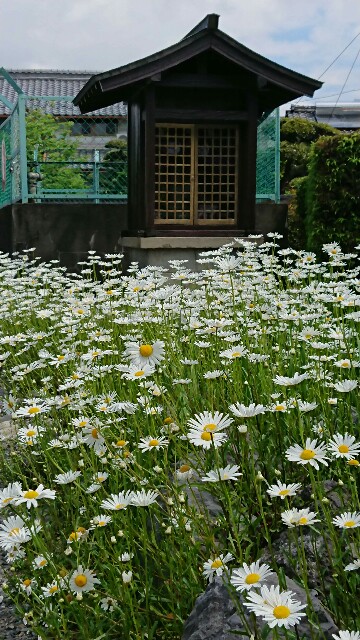 f:id:cogioya:20200514053426j:image f:id:cogioya:20200514053426j:image