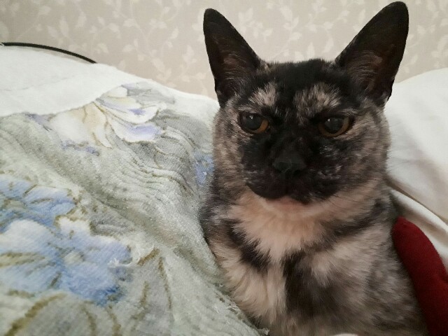 f:id:cogioya:20200514055436j:image f:id:cogioya:20200514055436j:image