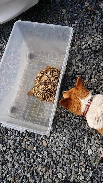 f:id:cogioya:20200515083857j:image