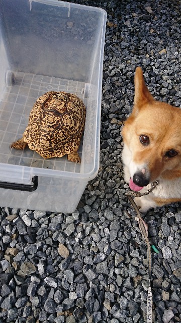 f:id:cogioya:20200515084126j:image