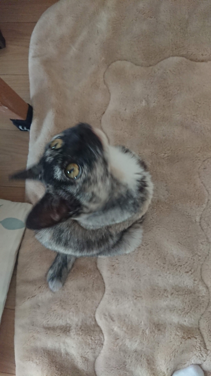 f:id:cogioya:20200521080059j:plain