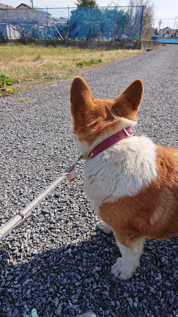 f:id:cogioya:20200522231616j:plain