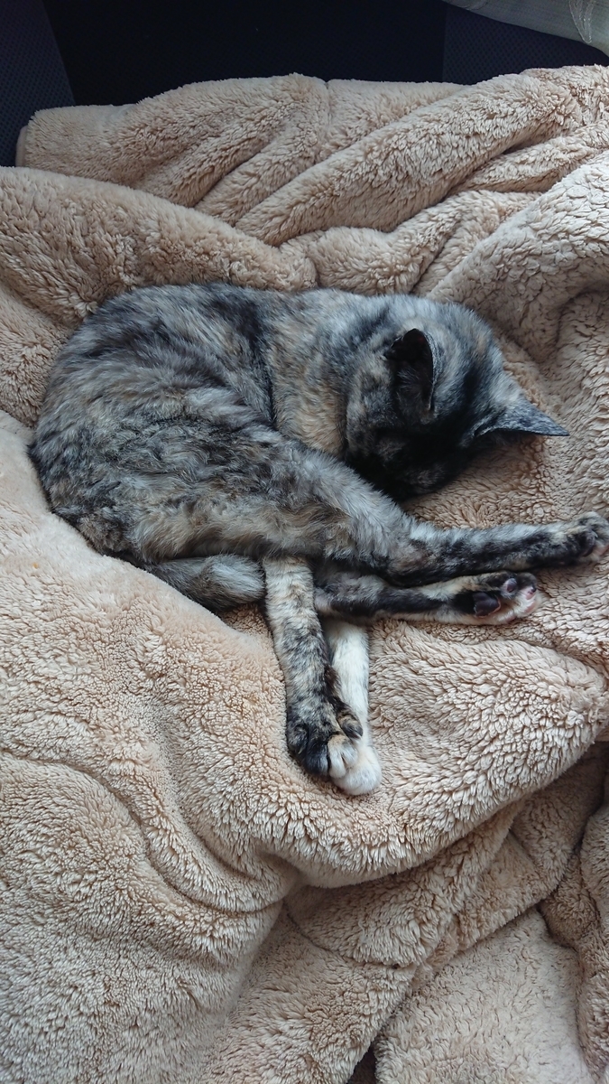 f:id:cogioya:20200527053159j:plain