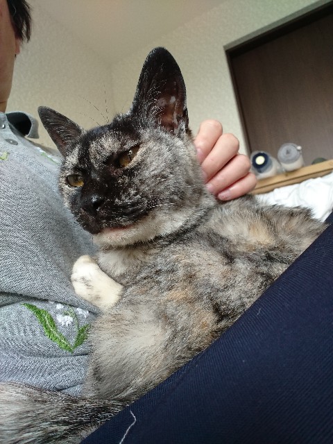 f:id:cogioya:20200529072752j:plain