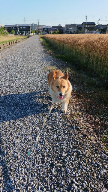 f:id:cogioya:20200529230408j:image