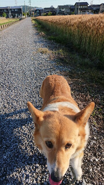 f:id:cogioya:20200529230509j:image