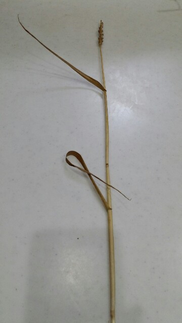 f:id:cogioya:20200531223557j:image f:id:cogioya:20200531223557j:image