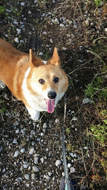 f:id:cogioya:20200531224457j:image f:id:cogioya:20200531224457j:image