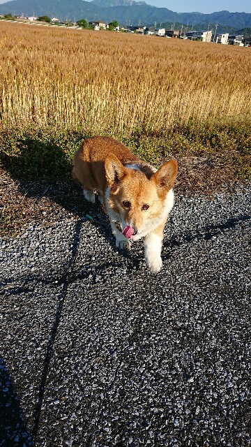 f:id:cogioya:20200603051631j:image