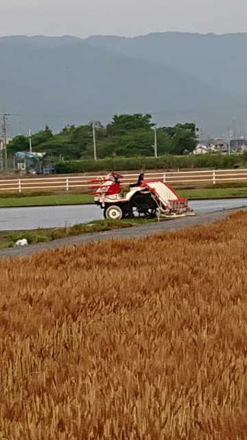 f:id:cogioya:20200608064836j:image f:id:cogioya:20200608064836j:image