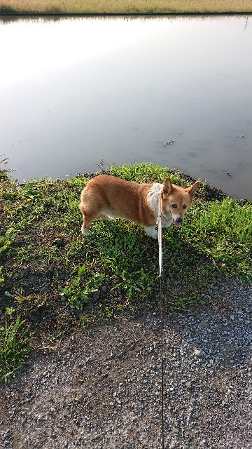 f:id:cogioya:20200608065719j:image f:id:cogioya:20200608065719j:image