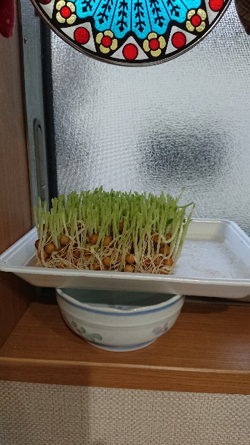 f:id:cogioya:20200608231214j:image