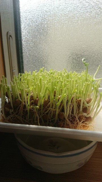 f:id:cogioya:20200609233321j:image