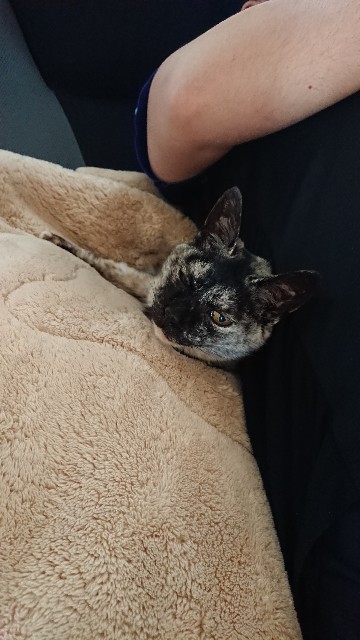 f:id:cogioya:20200609234026j:image