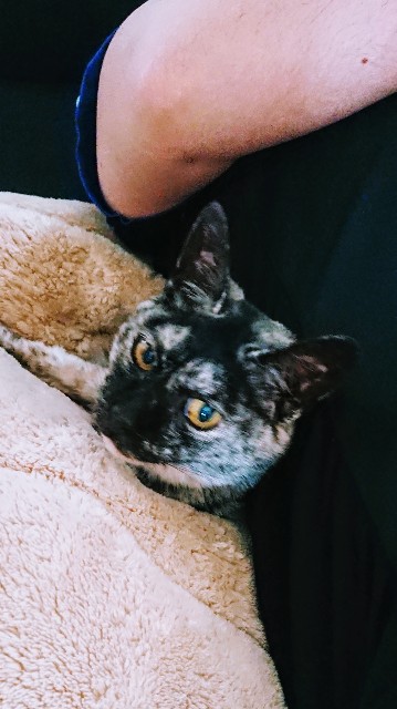 f:id:cogioya:20200609234844j:image