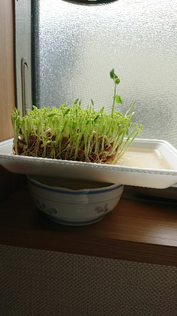 f:id:cogioya:20200609235259j:image