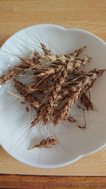 f:id:cogioya:20200610093959j:image f:id:cogioya:20200610093959j:image