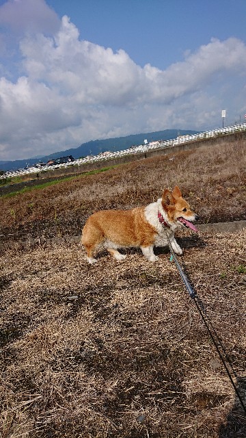 f:id:cogioya:20200610100209j:image f:id:cogioya:20200610100209j:image