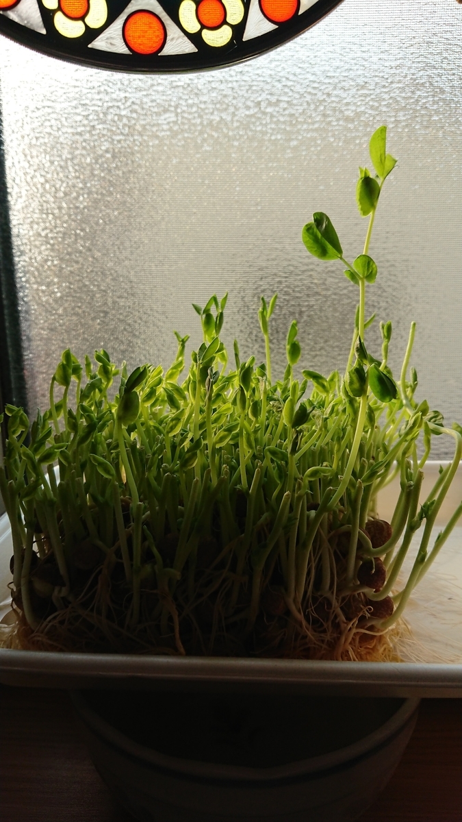 f:id:cogioya:20200611210101j:plain f:id:cogioya:20200611210101j:plain