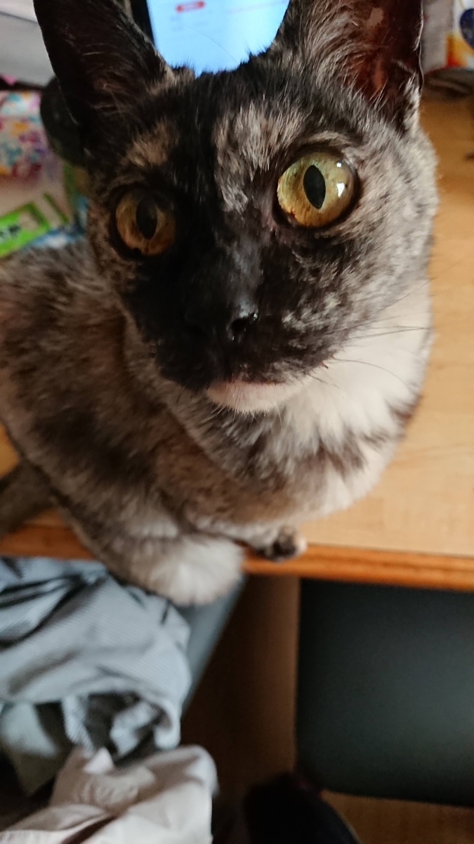 f:id:cogioya:20200612142620j:plain