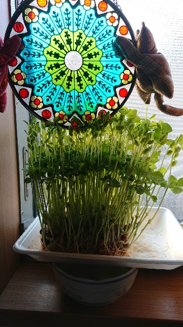 f:id:cogioya:20200613072215j:plain