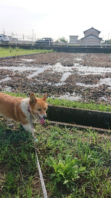 f:id:cogioya:20200615201734j:image