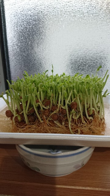 f:id:cogioya:20200615202746j:image