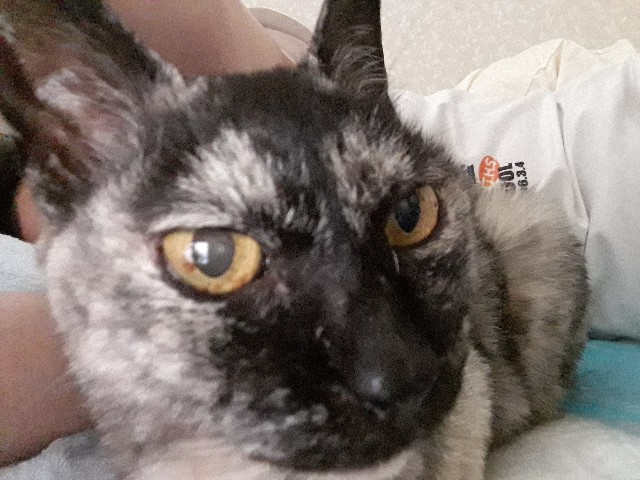 f:id:cogioya:20200620191350j:image f:id:cogioya:20200620191350j:image